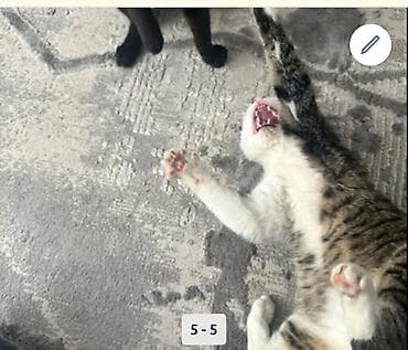 возьму кошку в добрые руки: Огромная просьба выложить 🙏🏻🙏🏻 «Два месяца назад подобрала из двора — 3