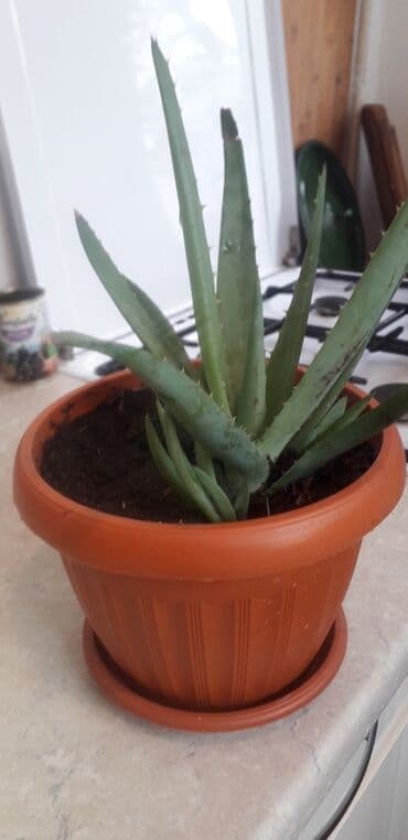 лимон цена за кг бишкек: Саженцы лимонов 2т.с.,5т.с — 9