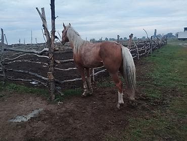 ыссык куле: Сатам | Байтал | Аргын | Жумушка — 1