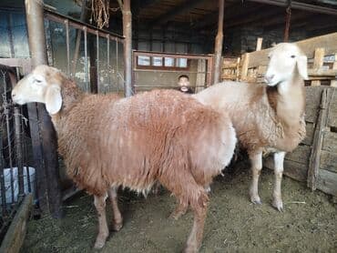 Иттер: Сатам | Ургаачы кой (ургаачы) | Көбөйтүү үчүн | Ургаачы — 5