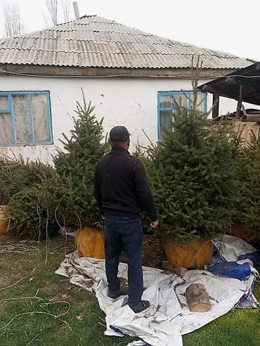 стаканчики для рассады: Ели/сосны для озеленения — саженцы и крупномеры - Породы: ель — 2