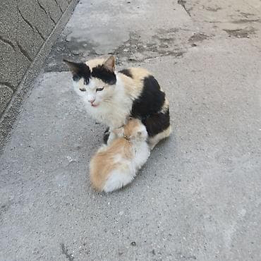 каракол кошка: Отдам котят в хорошие руки. Котята здоровые, к лотку приучены — 3