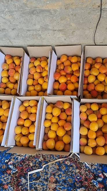 оптом алма: Өрүктөр — 1