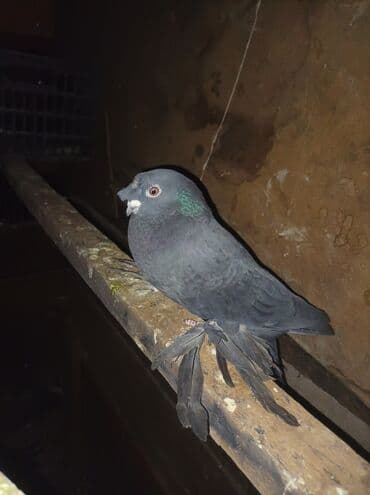 сх животные и товары: Продаю голубей все вольные есть и закрытые на продажу есть и самцы и — 10