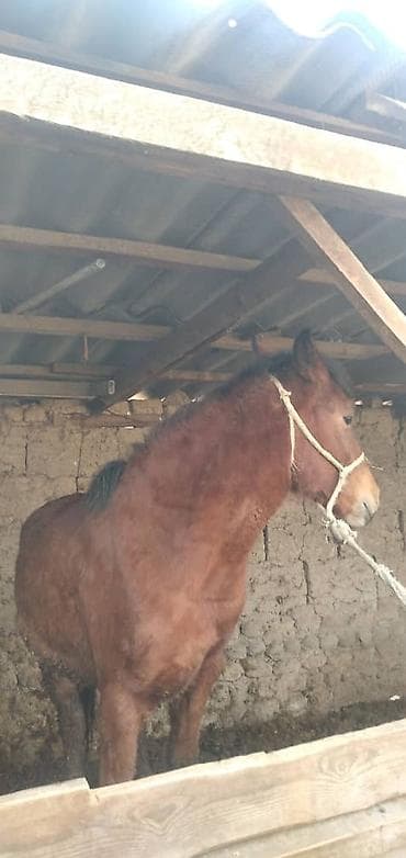 мери: Продаю | Кобыла (самка) | Рабочий | Мерин — 3