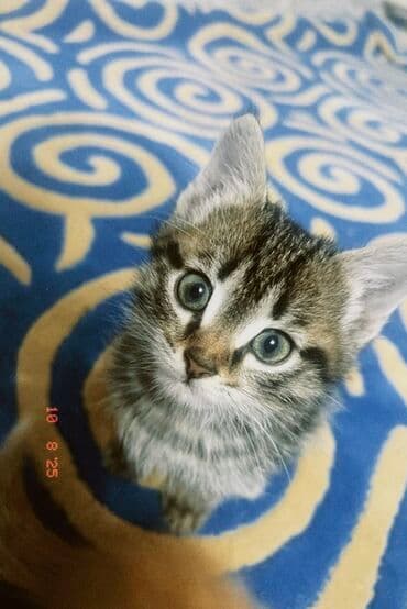 домашние кошки: 1 месяц, Девочка, Рыжий — 5