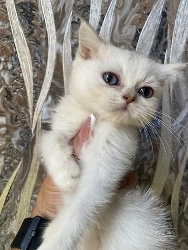 кот маленький: Скотиш Страйт (Шотландская прямоухая), 2 месяца, Девочка, Серебристая шиншилла — 4