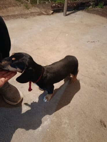 сколько стоит овчарка щенок: Порода: такса (гладкошерстная), окрас чёрно‑подпалый. Размер — 1