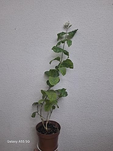 жасмин цветы: Жасмин самбак (Jasminum sambac), комнатное/балконное растение в — 7