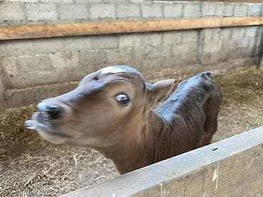 высокодойная корова: Продаю | Музоо, торпок | Голштин, Швицкая | Искусственник — 2