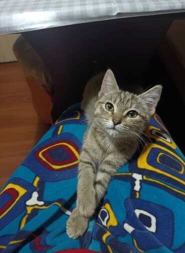 товары для животных: Очаровательный котенок девочка 4 месяца с полосатым окрасом — 1