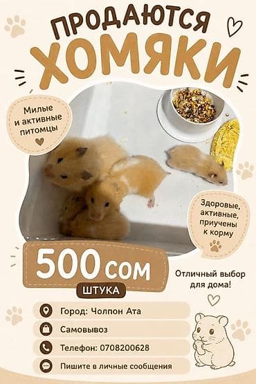 бишкек тай: Хомяки сирийские (золотистые) - Милые и активные питомцы - Здоровые — 1