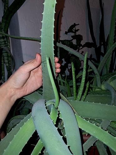 Комнатные розы: Алоэ (вероятно, алоэ древовидное/алоэ вера) в крупном горшке — 6