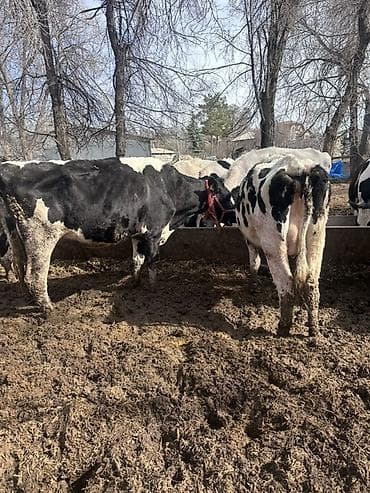 дратхаар бишкек: Сатам | Уй (ургаачы) | Голштин | Сүт алуу үчүн | Асыл тукумдуу — 5