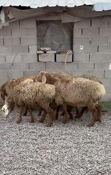 Продаю | Баран (самец) | Арашан | На забой | Осеменитель