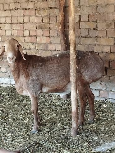 продажа курей: Продаю | Овца (самка) | Для разведения — 1