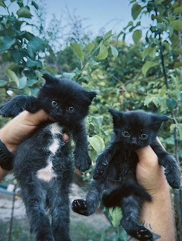 черная кошка: 1 месяц, Мальчик, Приучена к лотку — 4