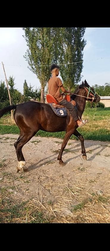 кролик в клубнике: Продаю | Жеребец | Полукровка | Конный спорт — 3