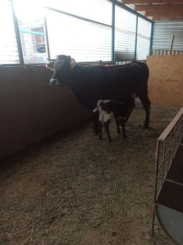 щенки бульдога: Продаю | Корова (самка) | Швицкая, Алатауская | Для разведения, Для молока | После отела — 4