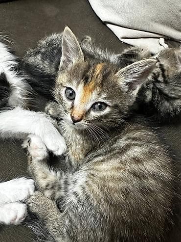 сухое молоко для котят: Кошка даром: Беспородная, 2 месяца, Мальчик, Приучена к лотку — 5