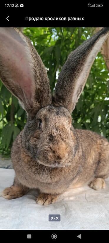 тай кони: Продаю | Крольчата | Белый великан | Для разведения — 8