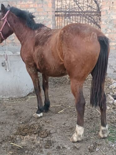 в добрые руки собаку: Продаю | Жеребец | Конный спорт | Племенные — 5