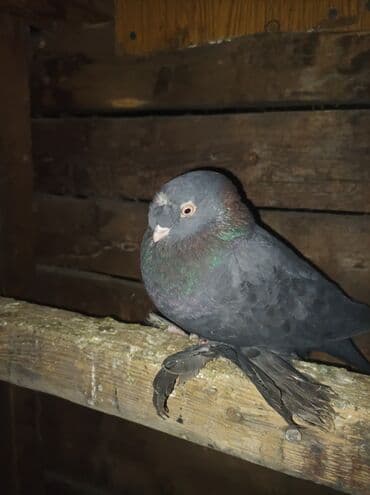 сх животные и товары: Продаю голубей все вольные есть и закрытые на продажу есть и самцы и — 8