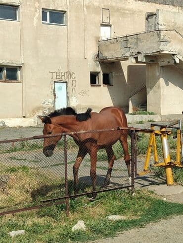 где можно купить кошку в бишкеке: Другие животные — 3