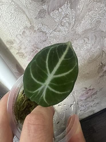 стаканчик: Алаказия Black Velvet + Alocasia Gageana Variegata (сеянцы/детки в — 3