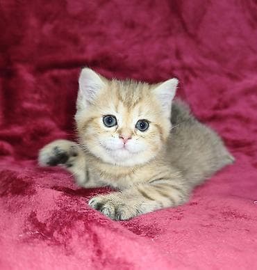 породистые кошки в добрые руки: Продается шотландский котенок. Золотая шиншилла. Девочка. Кушает — 1