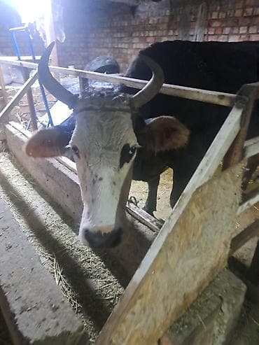 коровы продаю: Продаю | Корова (самка) | Для молока | Привязанные — 3