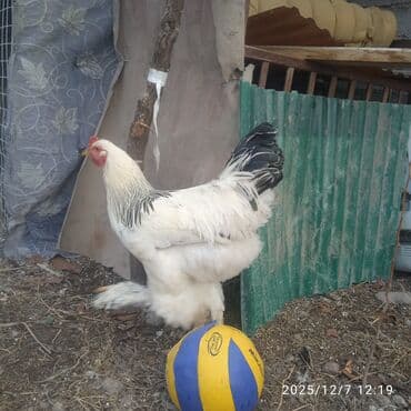продажа домашних животных: Продаю | Петух, Куры | Брама | Для разведения — 3