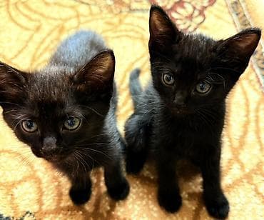 всё для кошек: Черные котята, короткошёрстные, домашнего типа. - Возраст: 2 месяца — 3