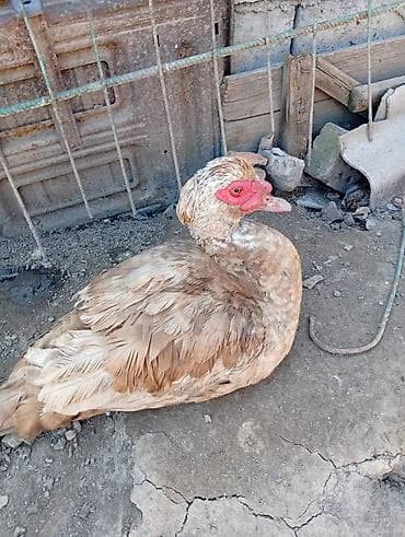 Мускусные утки (индоутки), взрослые. - Окрасы: светло-коричневый и