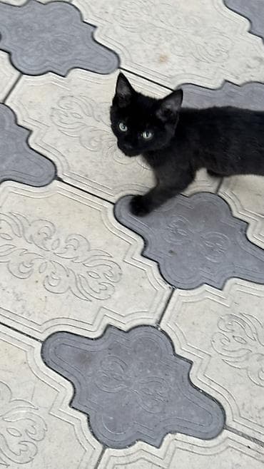 кошка котёнок: 🩷🩷Милый котик ищет дом и любищего хозяина🩷🩷🩷 Очаровательный чёрный — 4