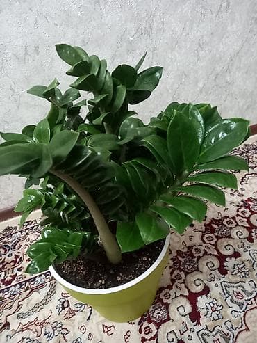 алоэ вера цена: Замиокулькас «Занзибар Джем» (Zamioculcas zamiifolia ‘Zenzi’) в — 1
