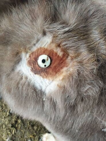 Грызуны: Ветеринар все услуги ветеринарного врача лечение до полного — 6