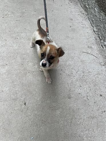 фонд добрые руки: Отдам бесплатно хорошего щенка мальчик Джек Рассел терьер. Активный и — 8