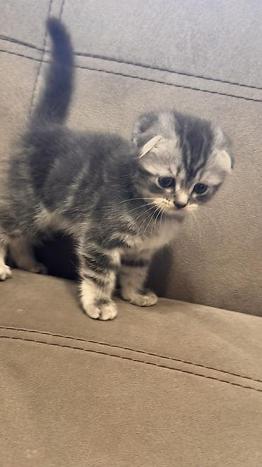 куплю кота британца: 🐱 Шотландские котята ищут любящие семьи 🐱 Возраст — 1 месяц и 20 дней — 9
