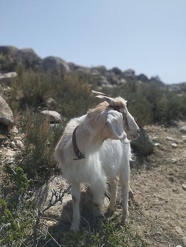 собаки долматинец: Продаю | Коза (самка) | Для молока — 5