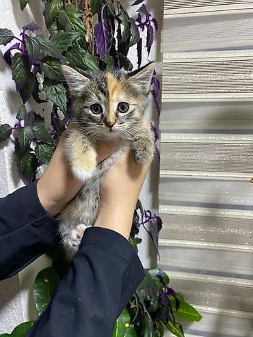 Продаётся семья кошек три котёнка и мама котят все приучены к лотку at lalafo.kg Продаётся семья кошек три котёнка и мама котят все приучены к лотку