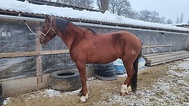 жер уй бишкек сатылат: Сатам | Байтал | Аргын, Дончак | Көбөйтүү үчүн, Ат спорту | Асыл тукумдуу, Жасалма жол менен боозутуу — 1