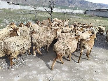 продажа домашних животных: Продаю | Овца (самка) | Для разведения | Матка — 1