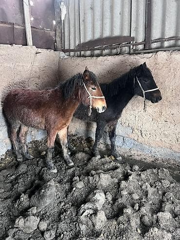 черная британская кошка: Продаю | Жеребенок | На забой — 1