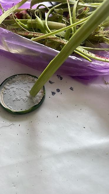 батва рес: Чукуру 6 штук 100 сом — 2