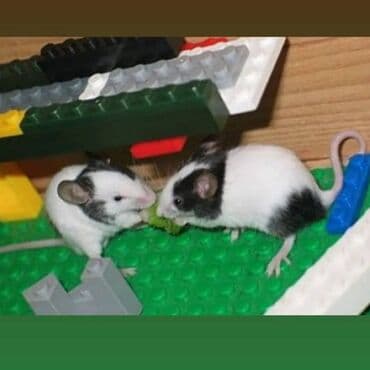 мышку: Продаются хомячки джунгарские, сирийские, ангорские пушистые хомячки — 9