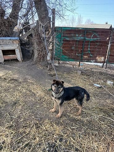 Аквариумы: Немецкая овчарка, 6 месяцев, Самец, С прививкой — 2