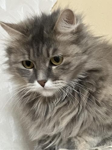 русская маскарадная кошка: Кошки возраст 1 год стерилизованы привиты обработаны от паразитов — 1