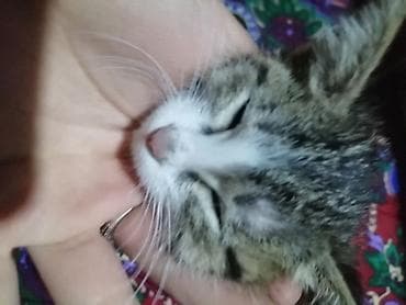 купить кошку манчкин: Кошка даром: Лесная, 1 месяц, Девочка — 1