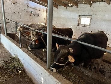 корм для хомяка: Продаю | Бык (самец) | Швицкая — 2